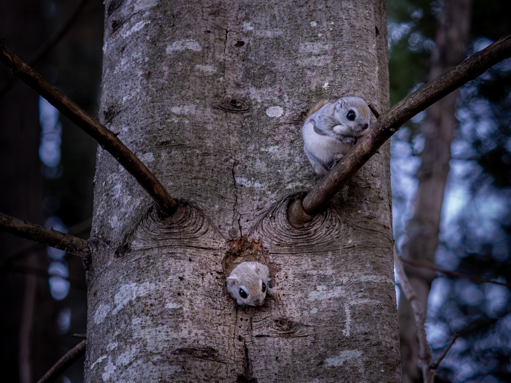 Flying squirrel