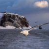 飛翔オオセグロカモメ