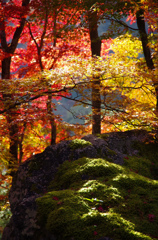 11月京都嵐山