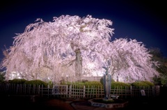 祇園の夜桜