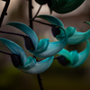 Jade vine ヒスイカズラ