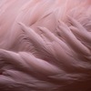 PINK FEATHER
