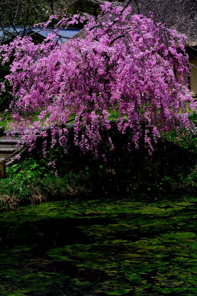 池にしだれ桜