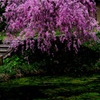 池にしだれ桜