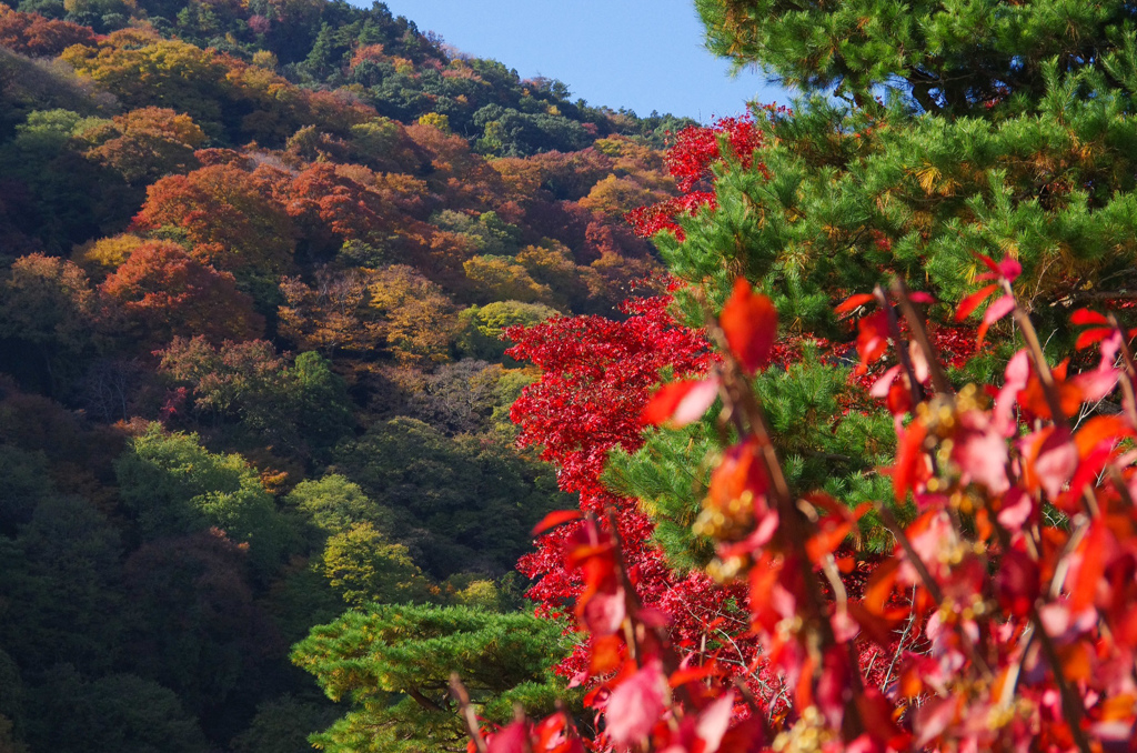 11月京都嵐山
