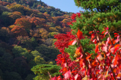11月京都嵐山