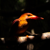 Forest Ruby