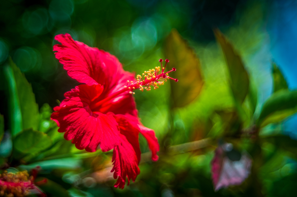 Hibiscus in July