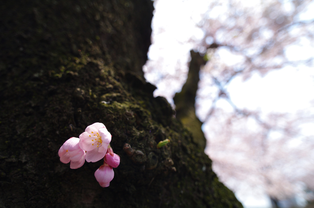 つぼみ桜