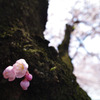 つぼみ桜