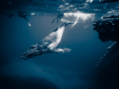 子クジラ