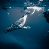 子クジラ