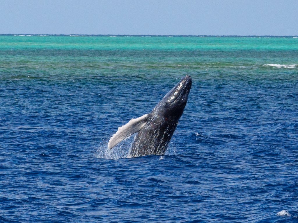 子クジラ跳ぶ