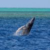 子クジラ跳ぶ