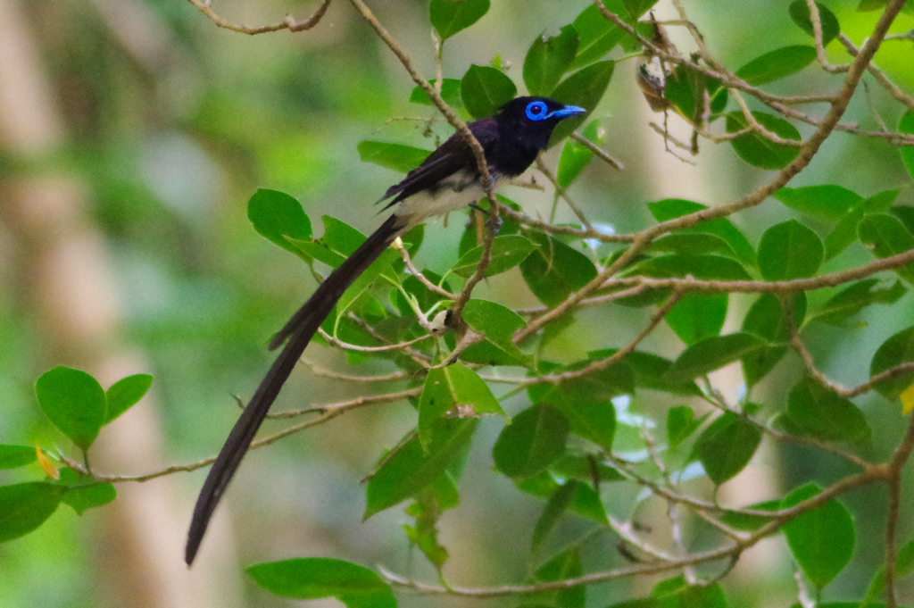 2017年森へ（７）