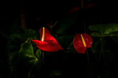 Anthurium