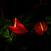 Anthurium