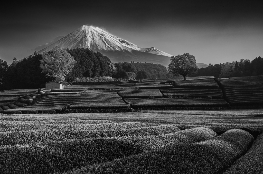 Tea plantation