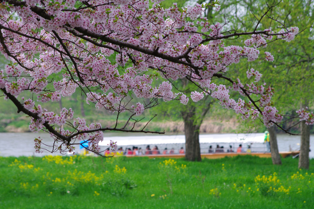 北上川と桜