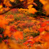 大雪山紅葉