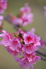 ２月の桜