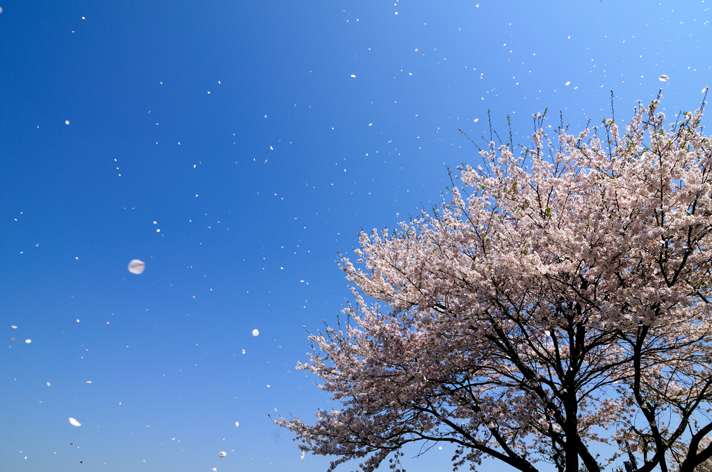 桜の雨