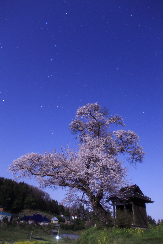 月夜に咲く春