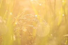 秋刀魚と新米の季節