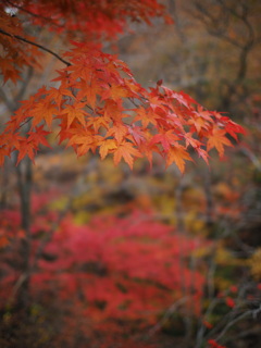 紅葉鏡