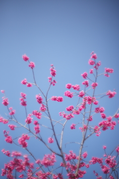 春花6