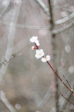 春花5