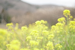 春花3