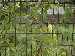 首飾り