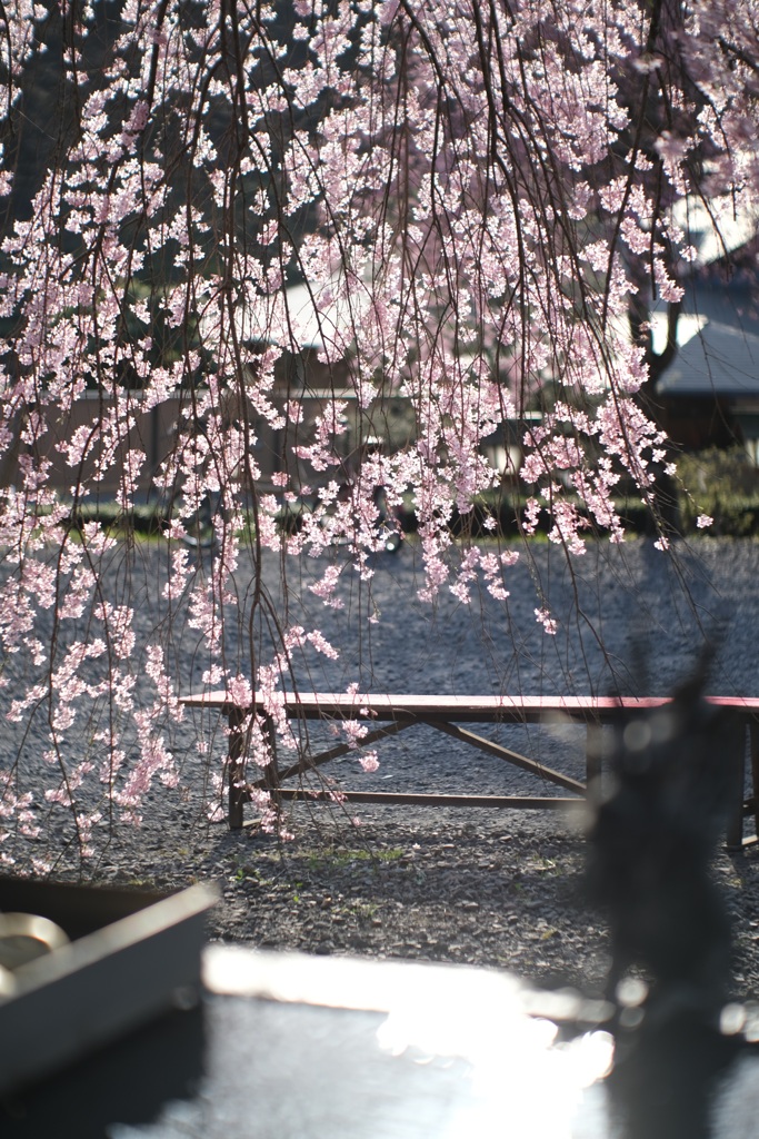 南湖の桜