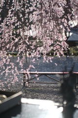 南湖の桜