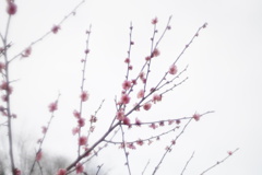 春花4