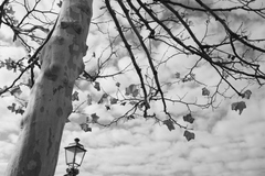 うろこ雲と白樺の木