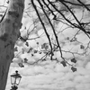 うろこ雲と白樺の木