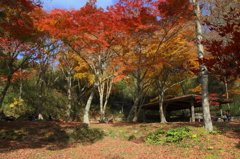 もみじ公園