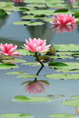 睡蓮　木津川市