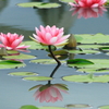 睡蓮　木津川市