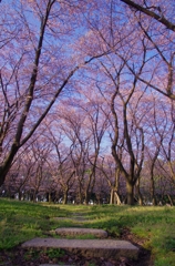 Forest of Spring