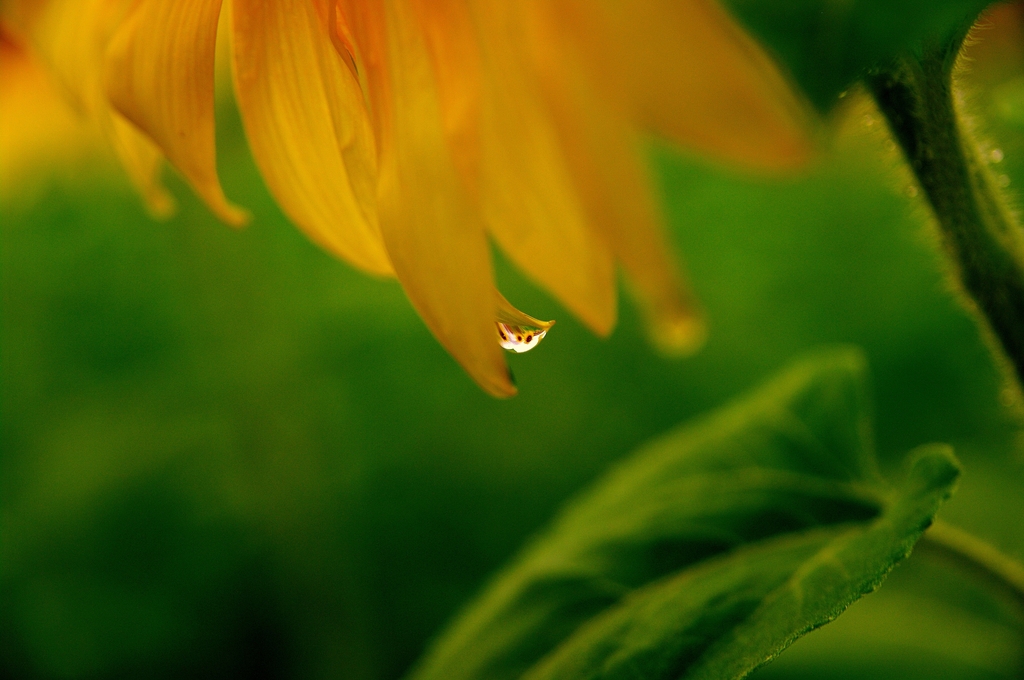 雨のレンズ