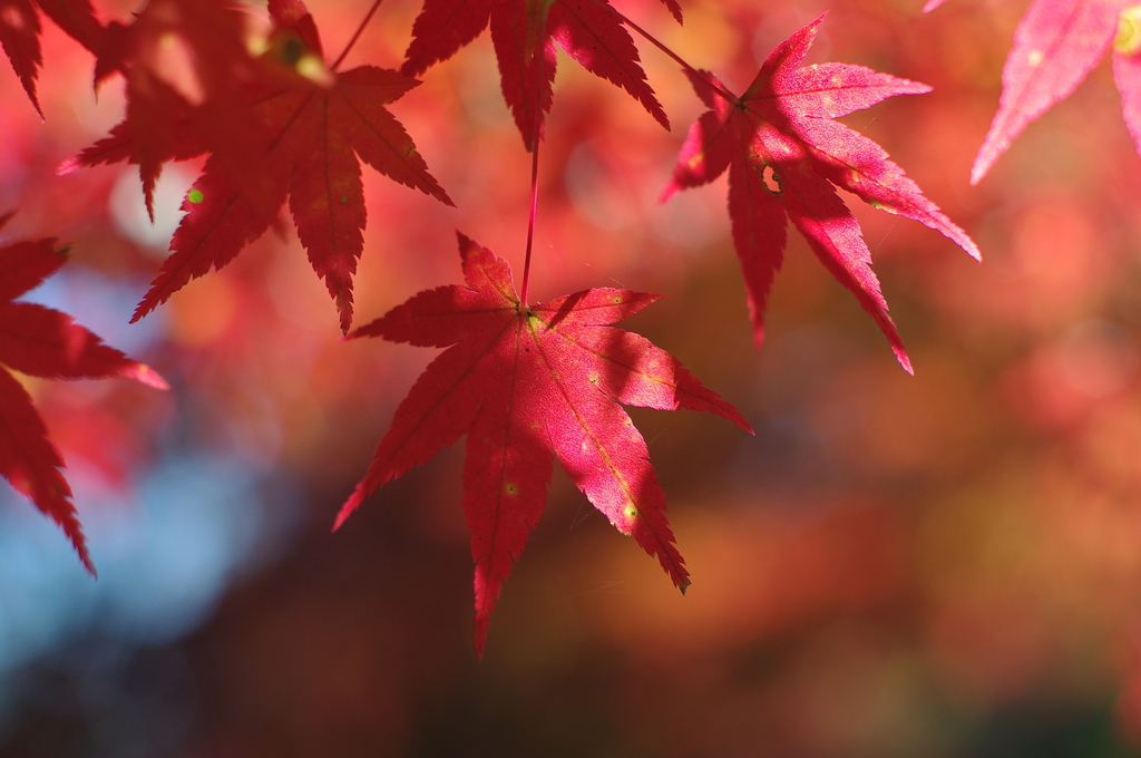 red leaf