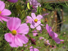 ピンク秋桜