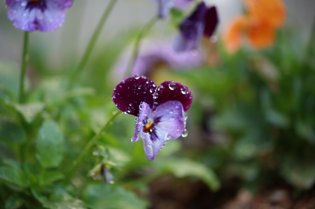 花with水