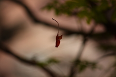 蜘蛛の仕業か