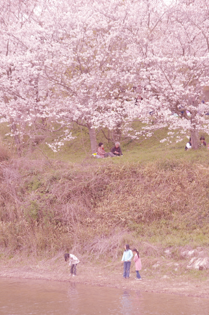 桜の木の下で