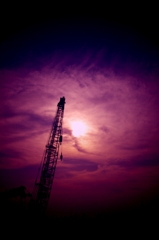 Purple Crane