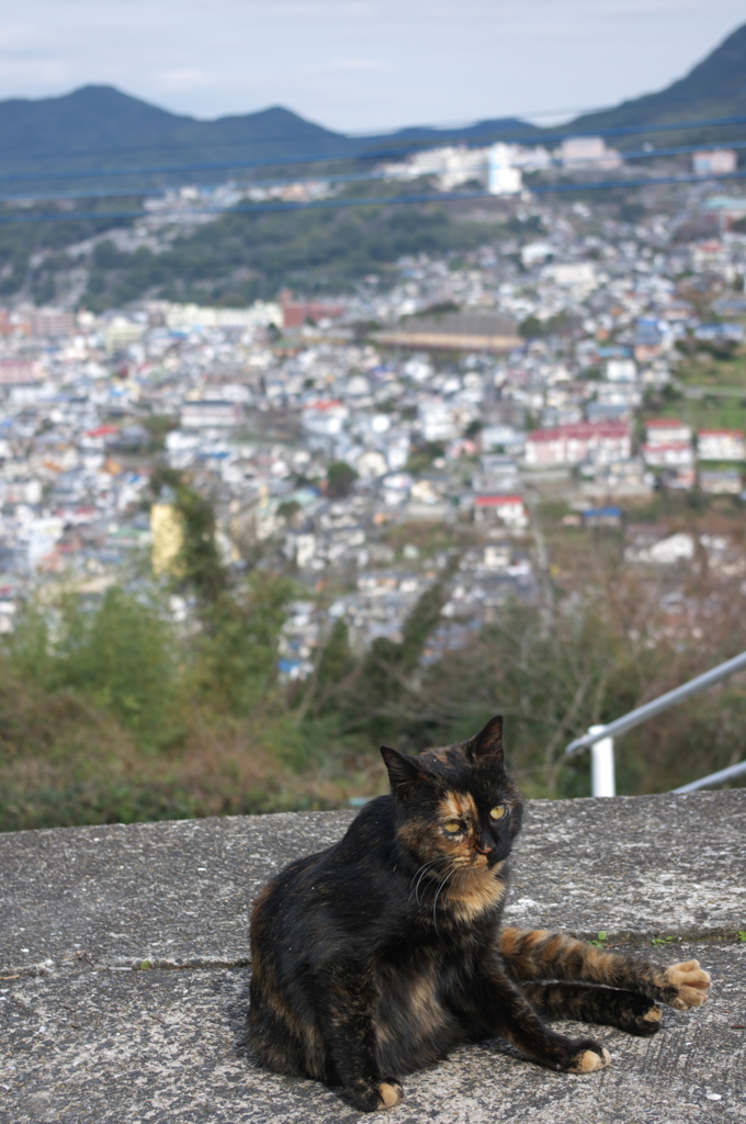 坂の街の猫